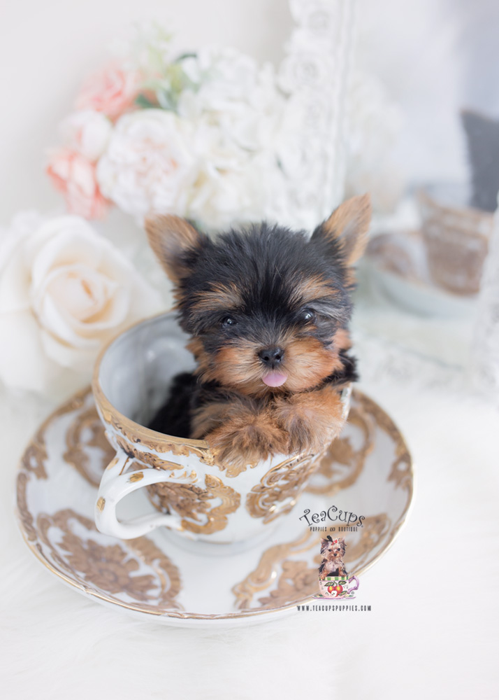 teacup yorkie puppy