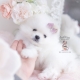 cream pomeranian puppy