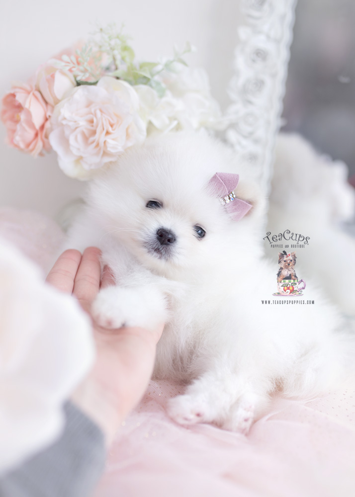 cream pomeranian puppy