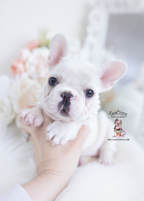 white french bulldog