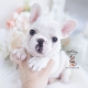 white french bulldog