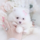 pomeranian puppy for sale