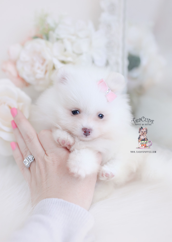 pomeranian puppy for sale