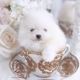 cream pomeranian puppy