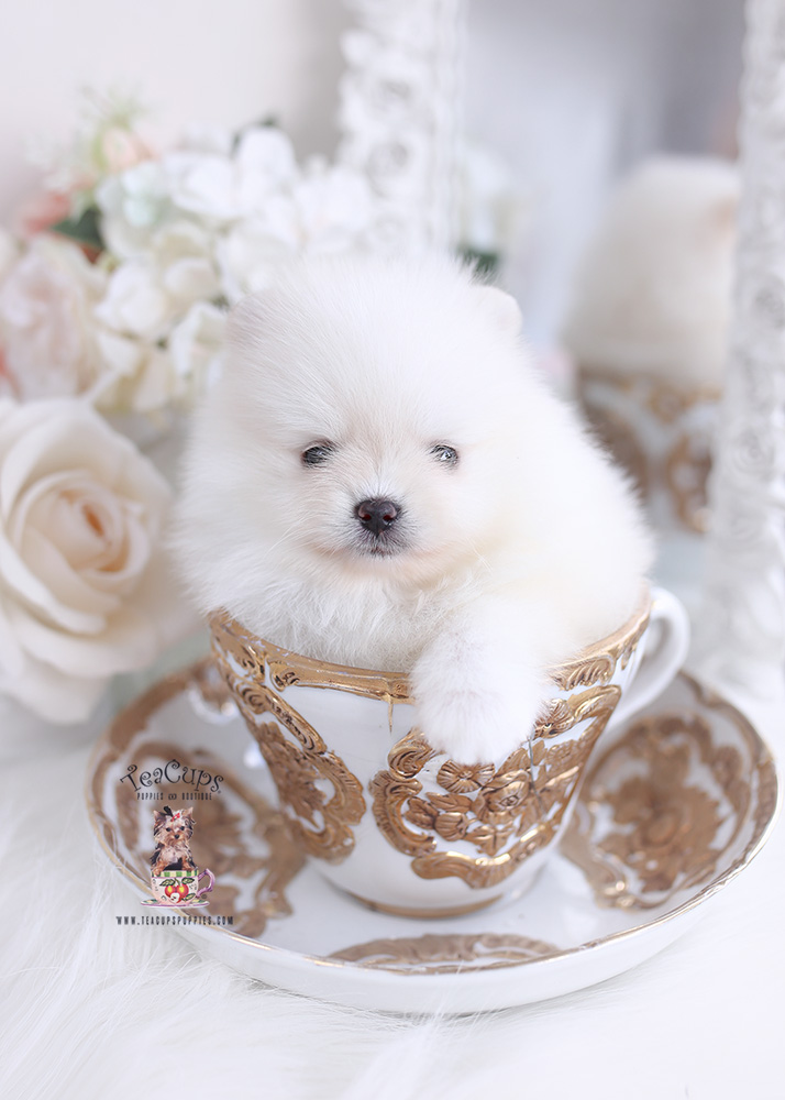 cream pomeranian puppy