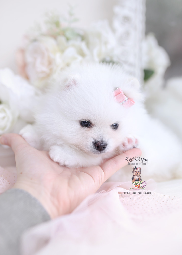 pomeranian puppy