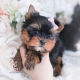 baby doll yorkie puppies