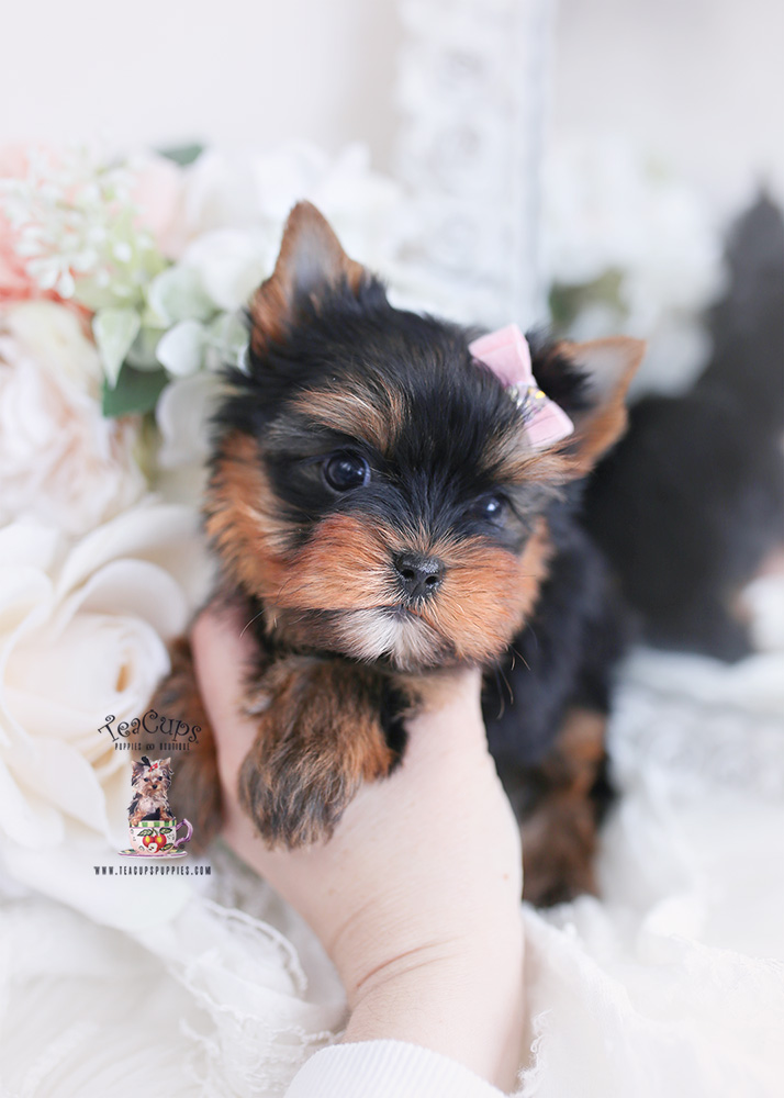 baby doll yorkie puppies