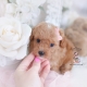 apricot toy poodle puppy