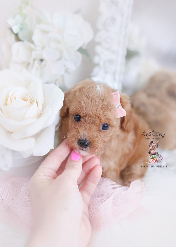 apricot toy poodle puppy