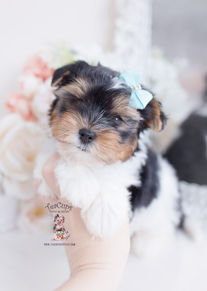 biewer terrier puppy