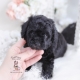 mini poodle puppy