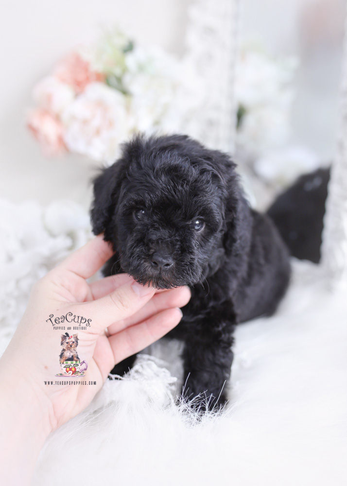 mini poodle puppy