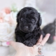 black poodle