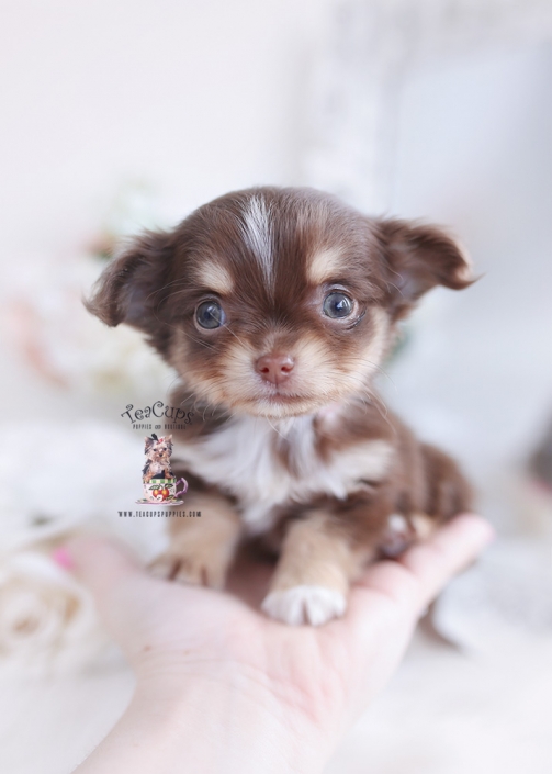 baby teacup chihuahua