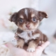 chocolate long haired chihuahua