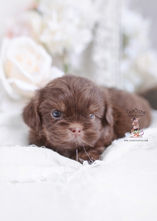 chocolate shih tzu puppies for sale