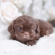 chocolate shih tzu puppies for sale