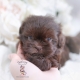 chocolate shih tzu puppy florida