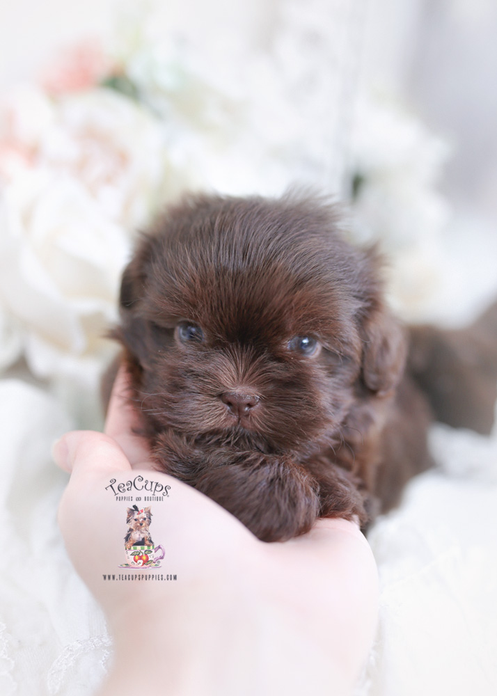 chocolate shih tzu puppy florida