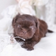 chocolate shih tzu puppy for sale