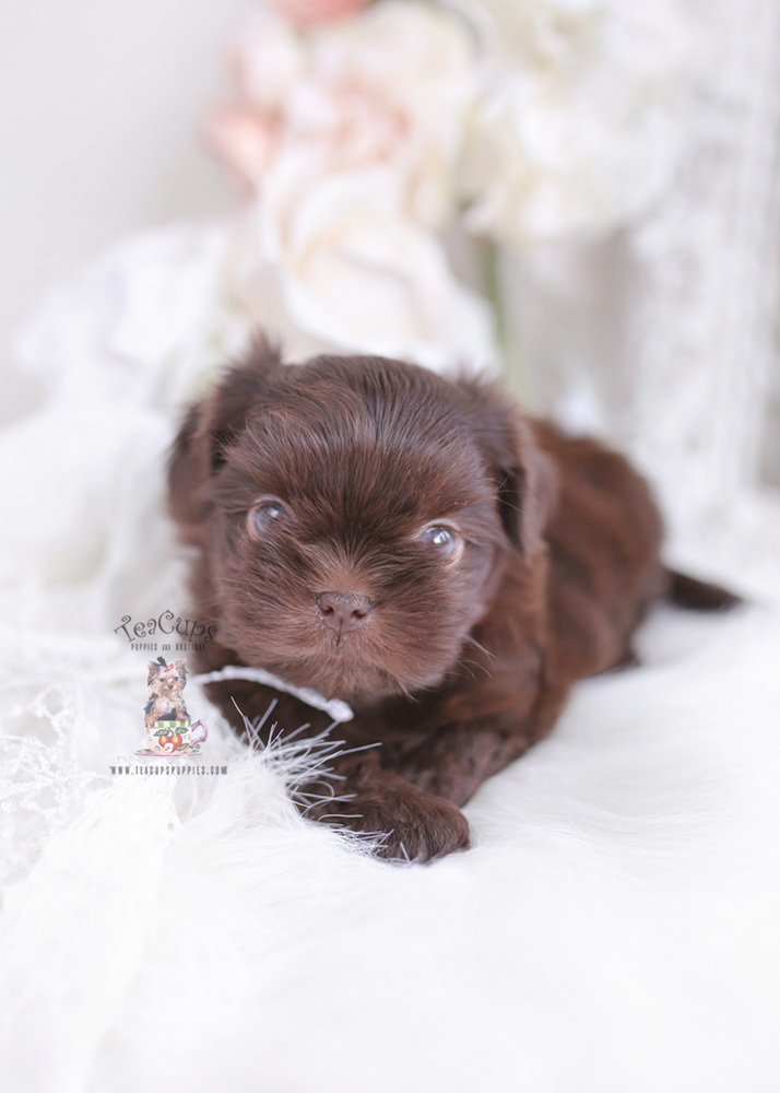 chocolate shih tzu puppy for sale