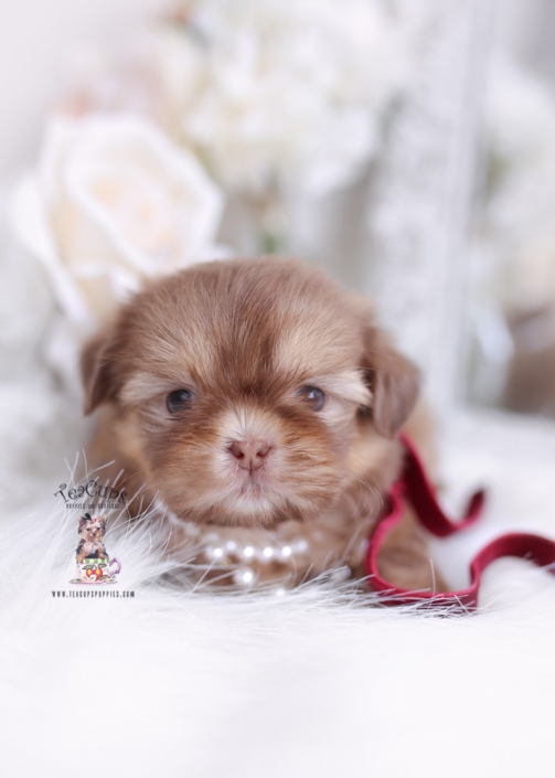 imperial shih tzu puppy