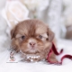 imperial shih tzu puppy