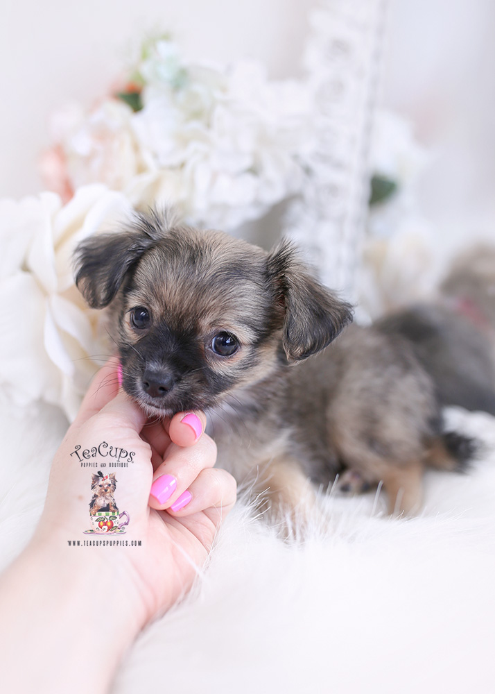 longhairedchihuahuapuppyforsaleteacuppuppies315a Teacup