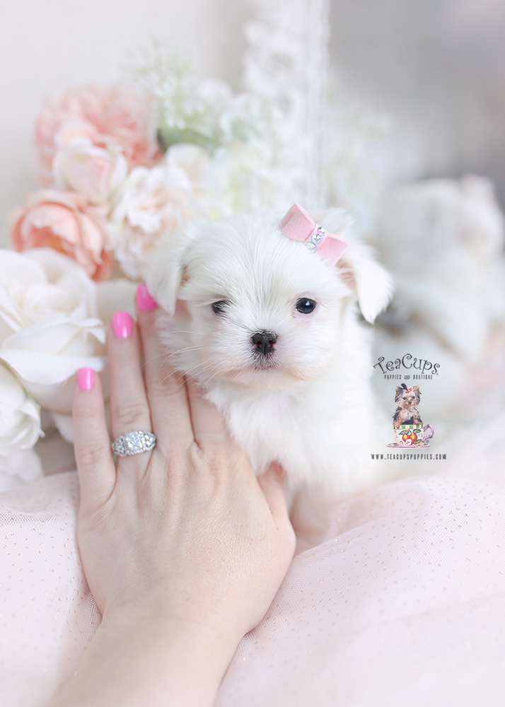 malshi maltese shih tzu mix puppy