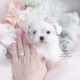 maltese shih tzu malshi puppy