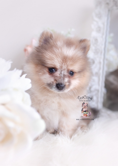 merle pomernaian puppy