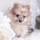 merle pomernaian puppy