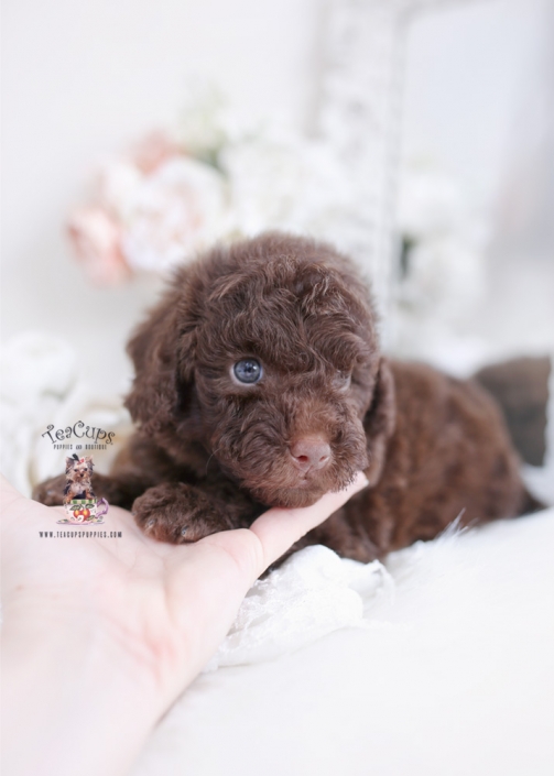miniature poodle
