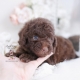 miniature poodle