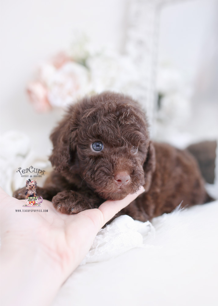 miniature poodle
