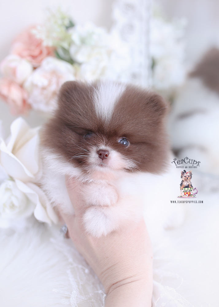 tiny chocolate pomeranian puppy