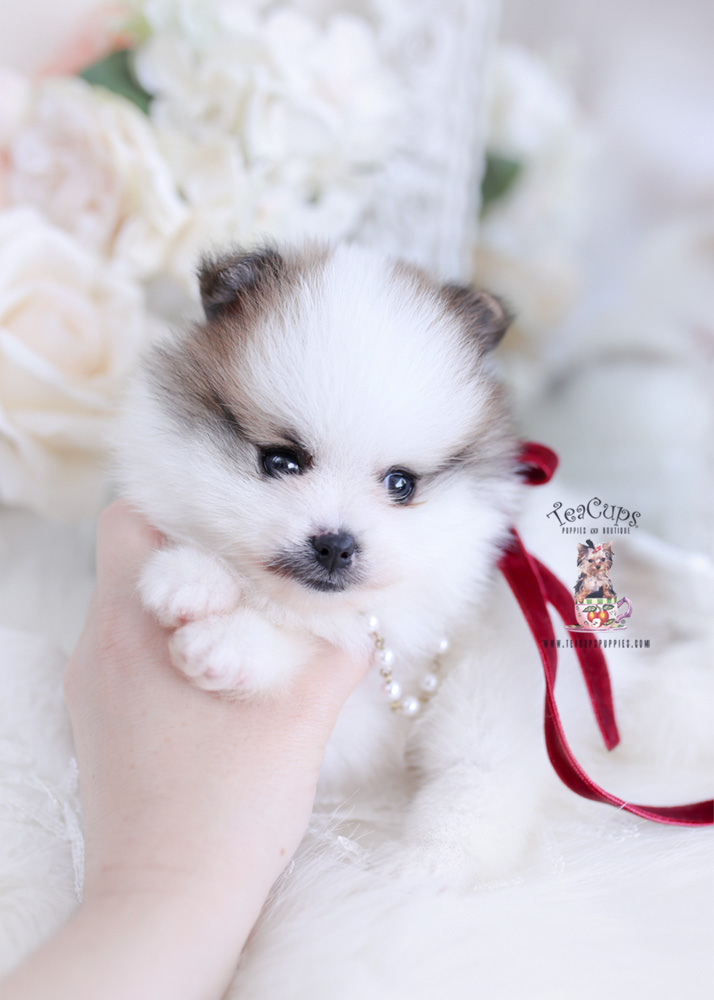 pomeranianpuppyforsaleteacuppuppies298bb Teacup Puppies & Boutique