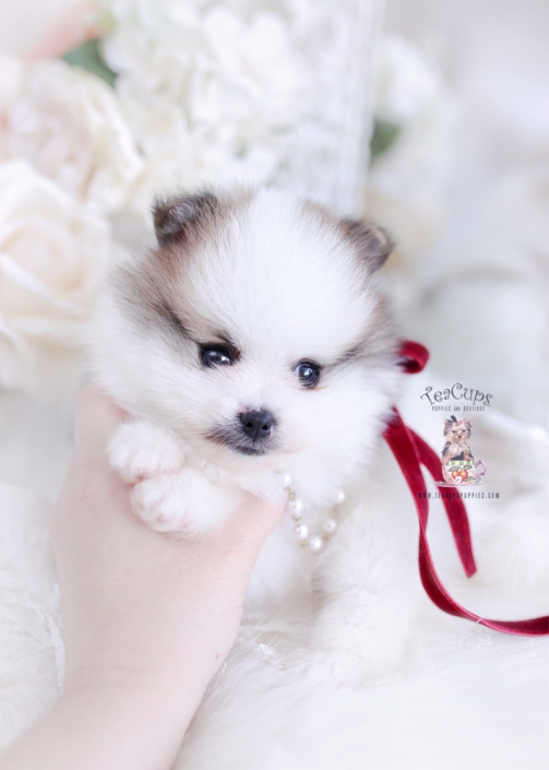 pomeranian teacup puppies