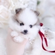 pomeranian teacup puppies