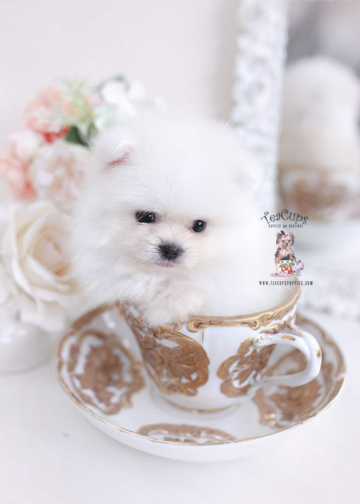 tiny pomeranian teacup puppies