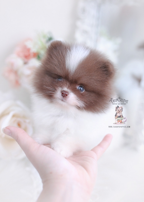 pomeranian puppy