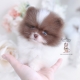 pomeranian puppy