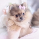 merle pomeranian teacup puppy