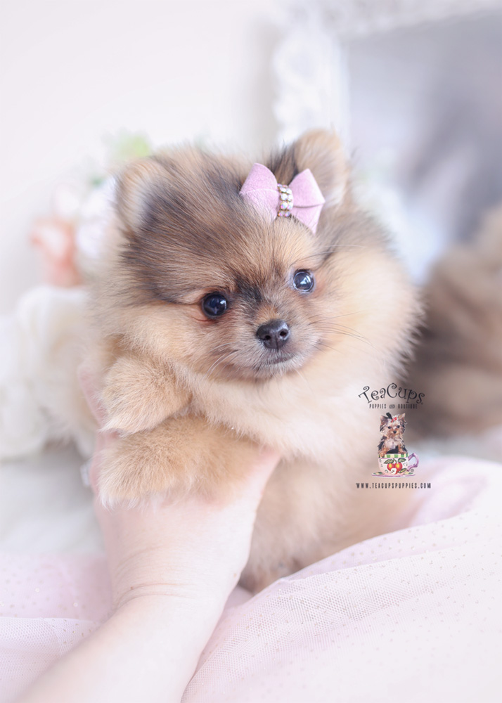 merle pomeranian teacup puppy