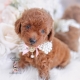 red toy poodle puppy for sale