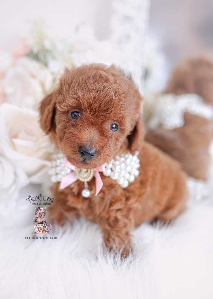 red toy poodle puppy for sale