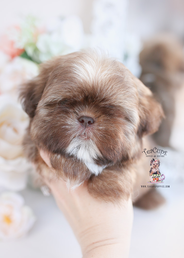 Teacup Maltese Breeders Florida Teacup Puppies & Boutique