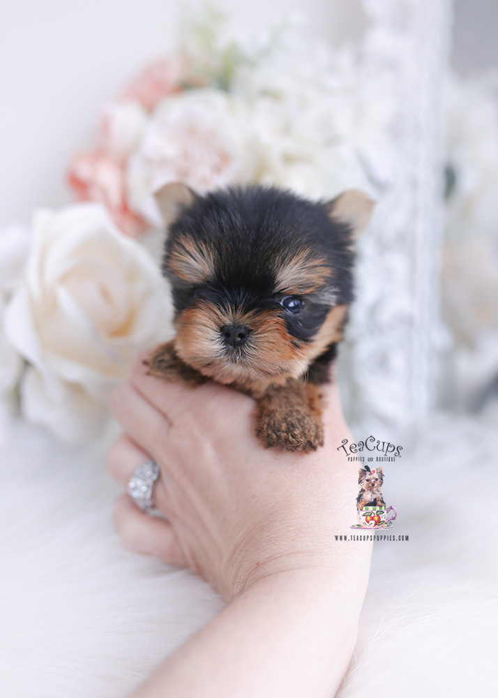 tiny teacup yorkie