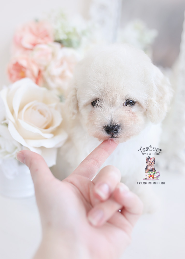 cream poodle puppy